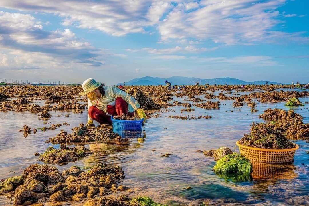 Photo of Others in Thuan Nam