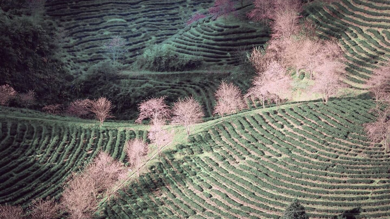 Photo of Others in Sa Pa