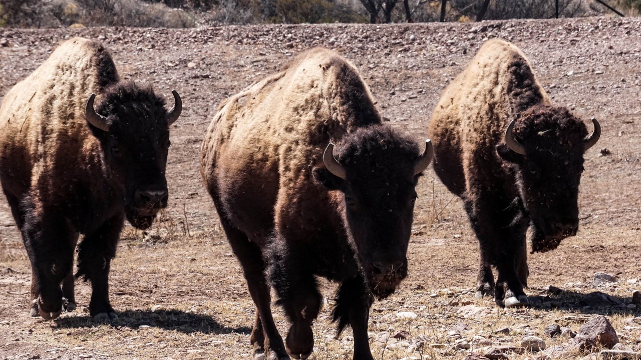 Photo of Others in Boquillas del Carmen