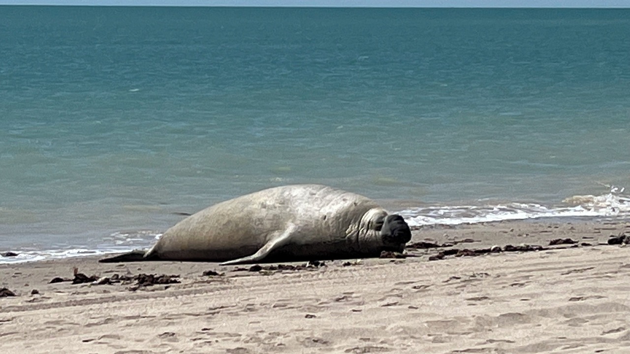 Photo of Others in Laguna Shores