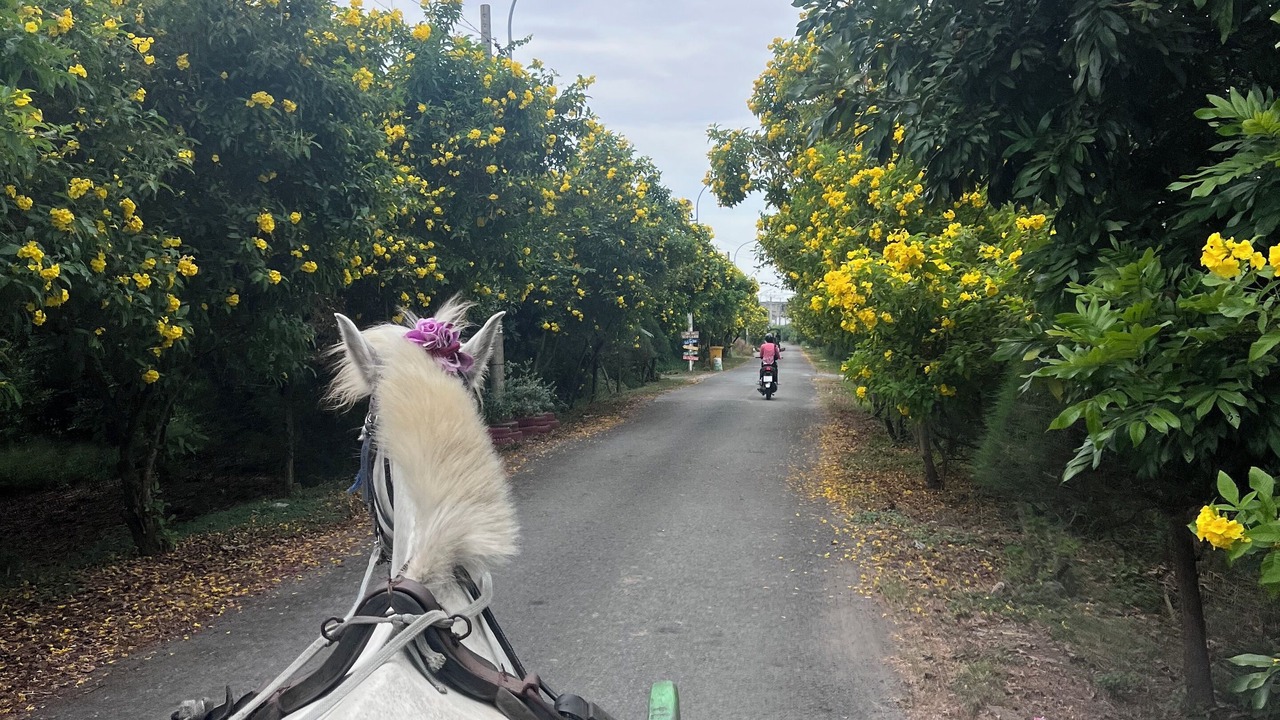 Photo of Others in Ben Tre