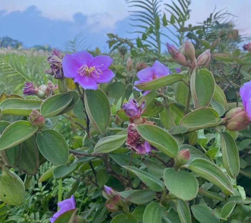 Photo of Outdoor in Ninh Binh
