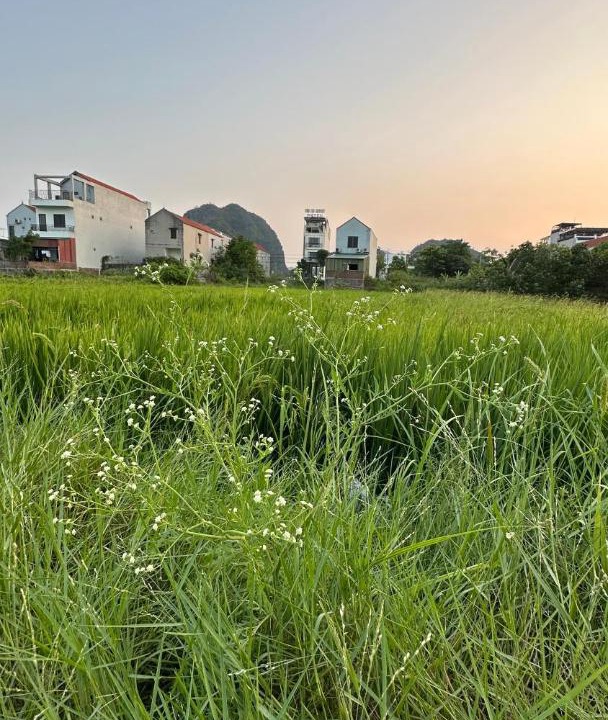 Photo of Others in Hoa Lu