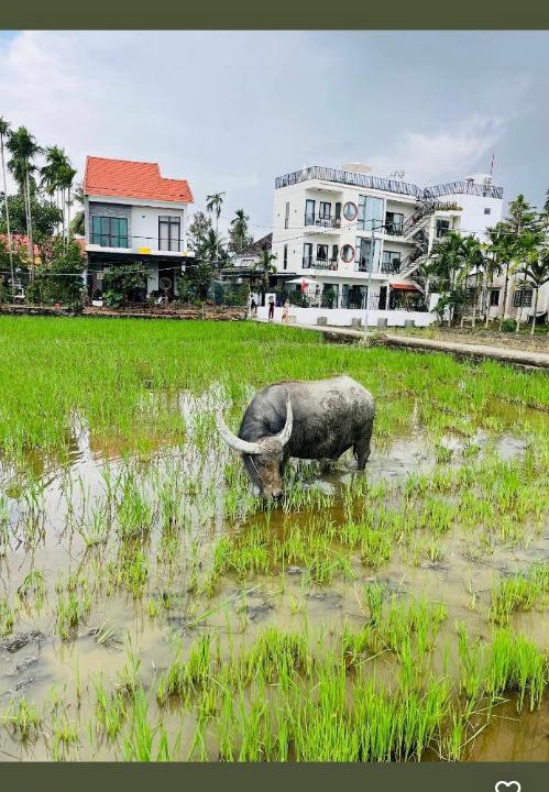 Photo of Others in Cam Thanh