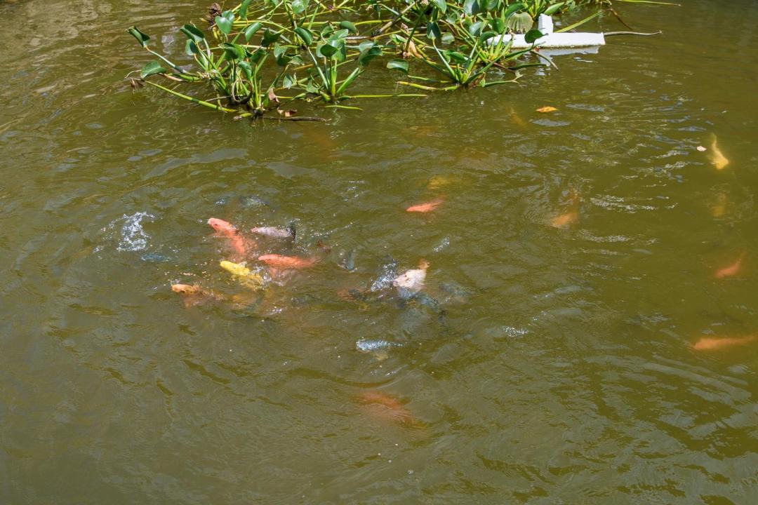 Photo of Others in Ham Tan