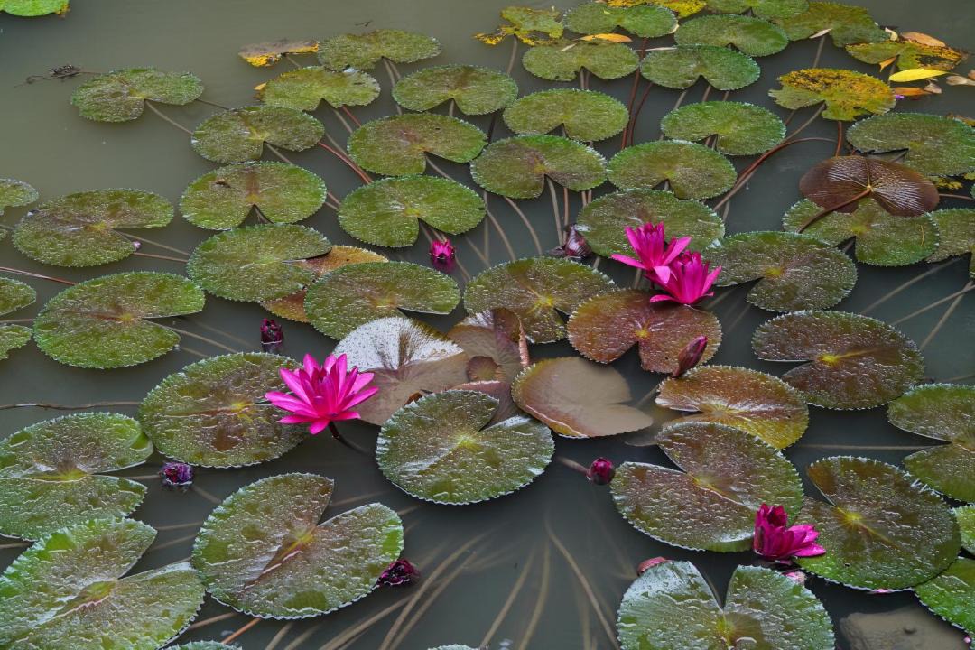 Photo of Others in Hoa Lu
