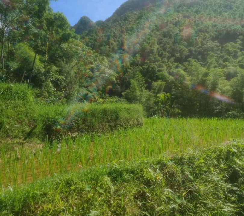 Photo of Others in Pu Long Nature Reserve