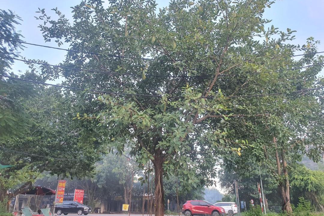 Photo of Others in Hoa Lu