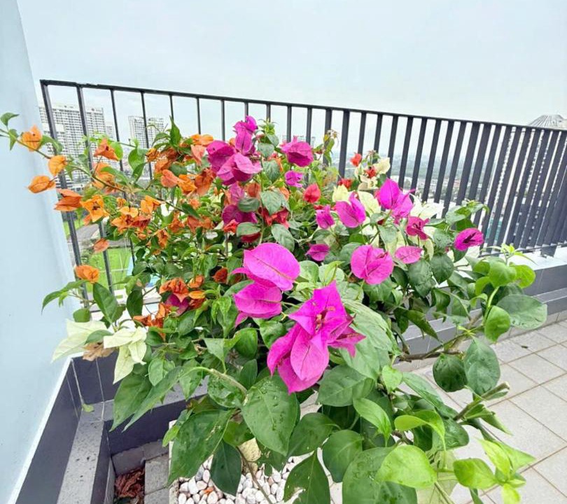 Photo of Patio Balcony in Phu My Hung