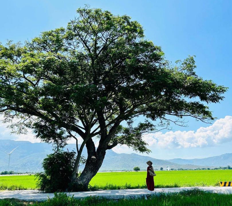 Photo of Others in Phan Rang - Thap Cham