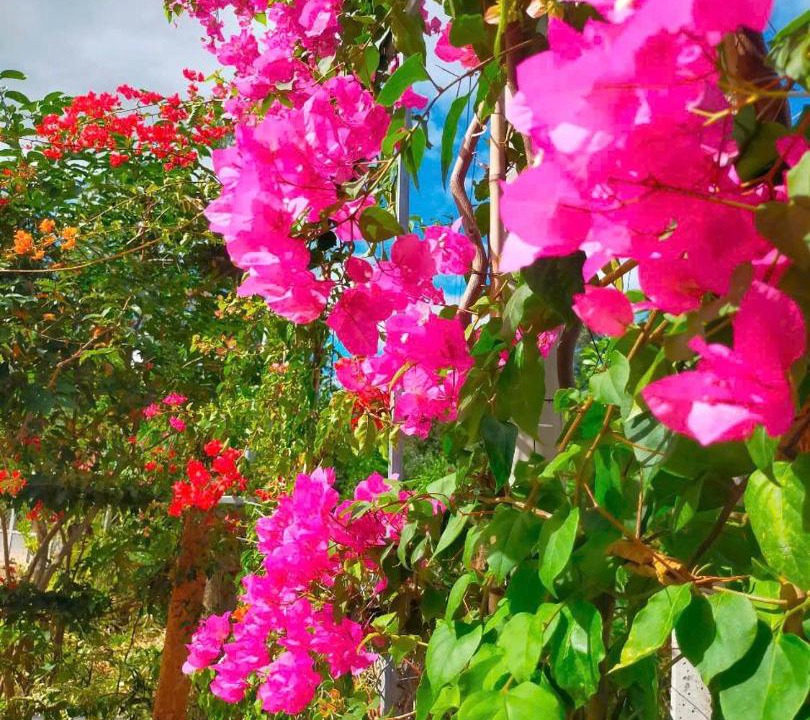 Photo of Others in Van Ninh