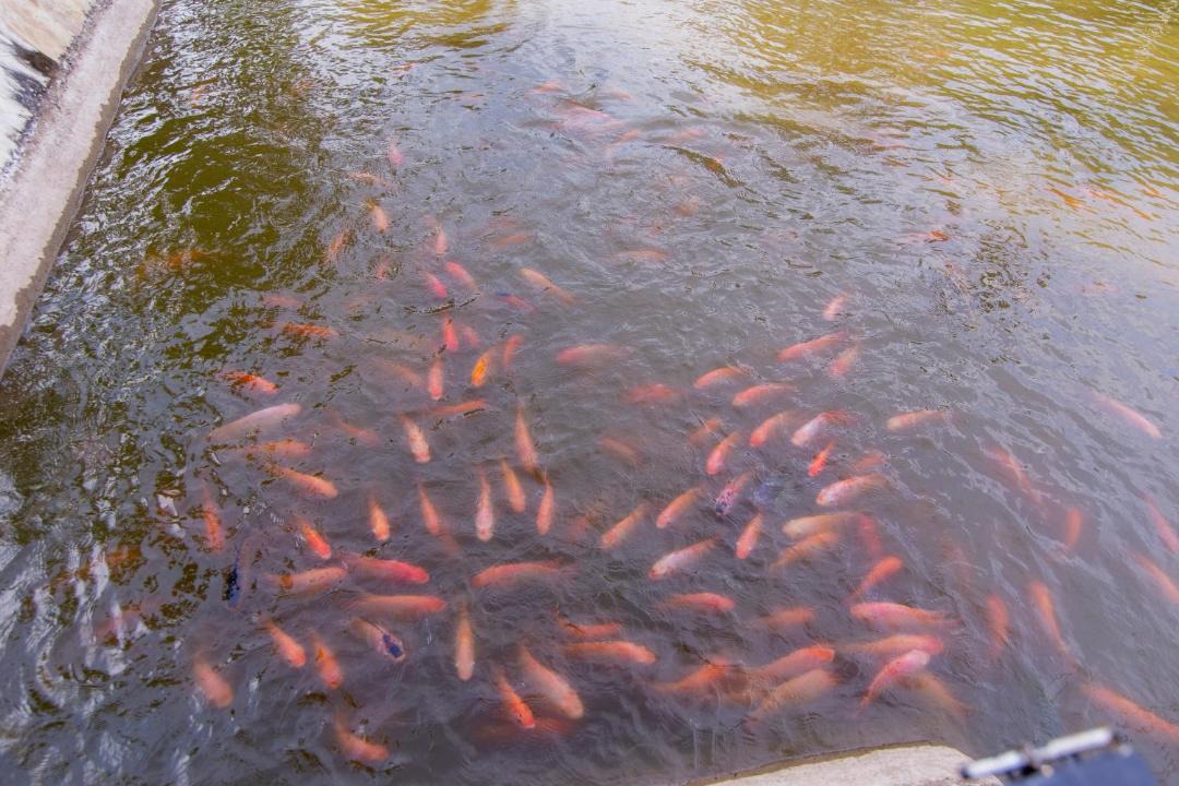 Photo of Others in Cu Lao Dung