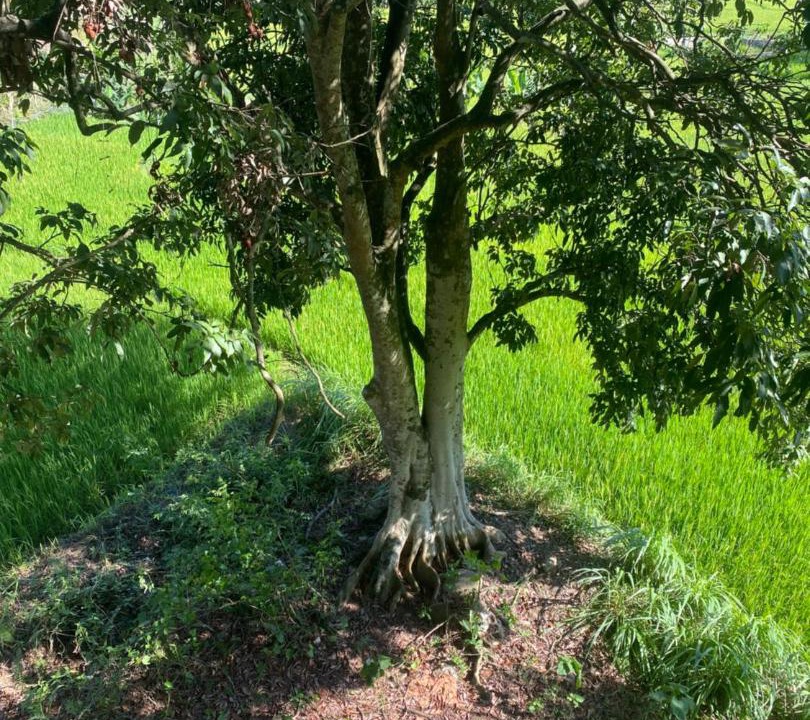 Photo of Outdoor in Ha Giang