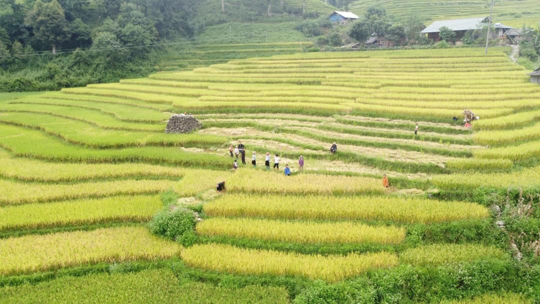 Photo of Others in Sa Pa