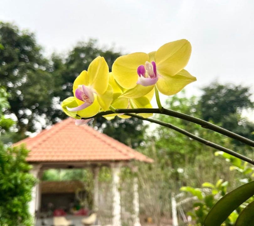 Photo of Others in Vinh Yen