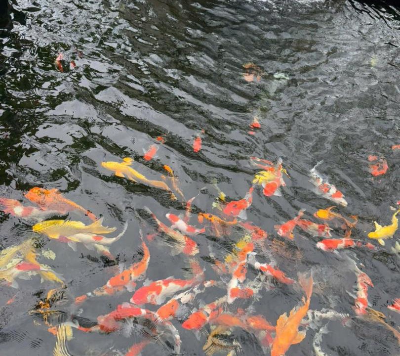 Photo of Others in Ngoi Tu