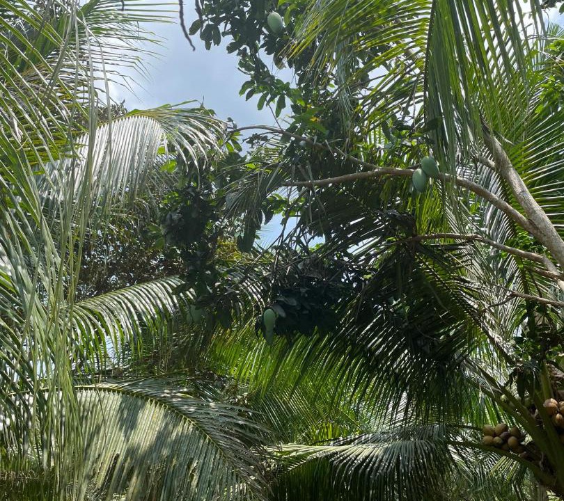Photo of Outdoor in Phong Dien