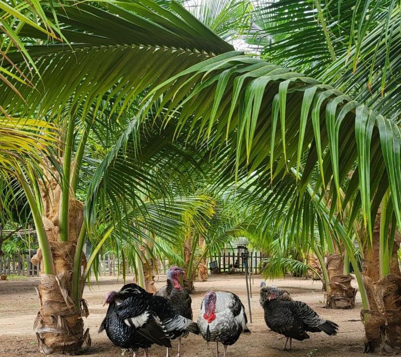 Photo of Others in Thuan Nam