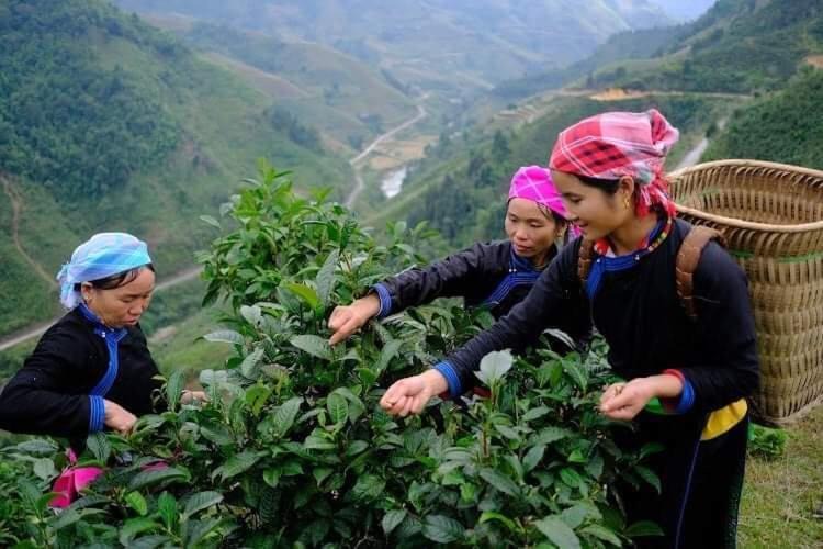 Photo of Others in Bac Ha