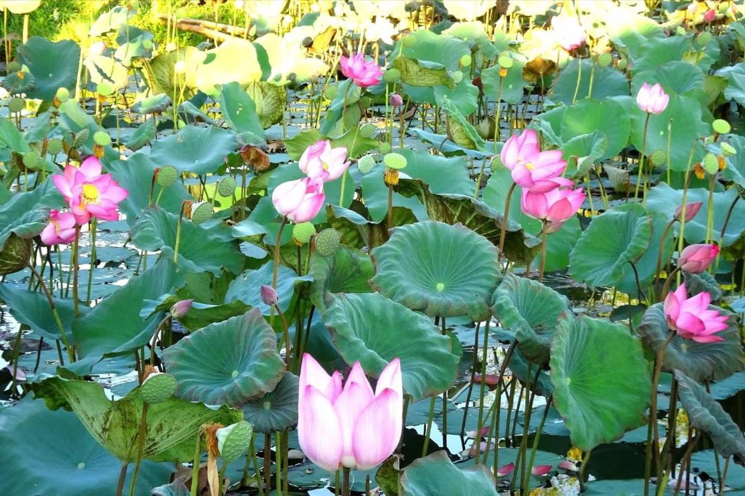 Photo of Others in Dien Ban
