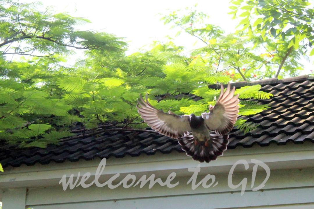 Photo of Others in Chau Thanh