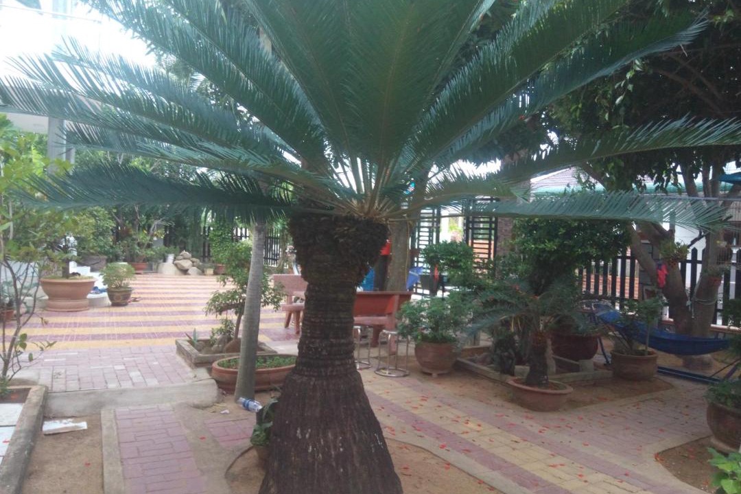 Photo of Others in Ninh Hai