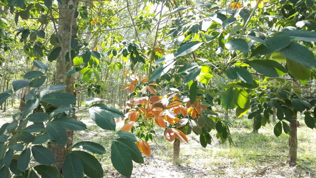 Photo of Others in Trang Bang